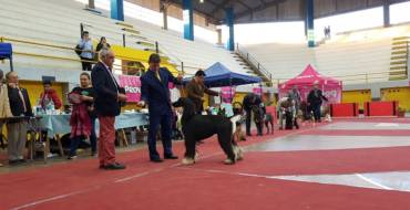 Exposición Canina Internacional en Villa San Lorenzo