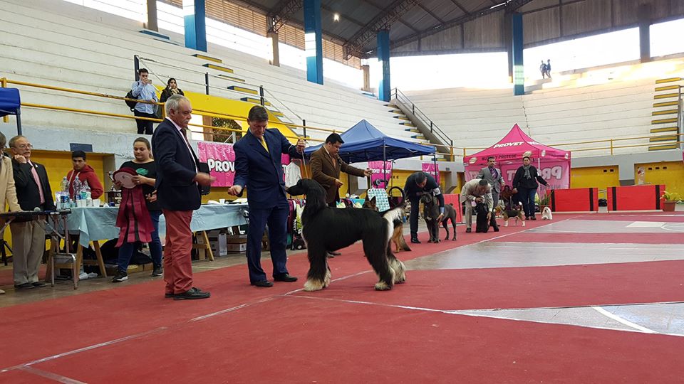 Exposición Canina Internacional en Villa San Lorenzo