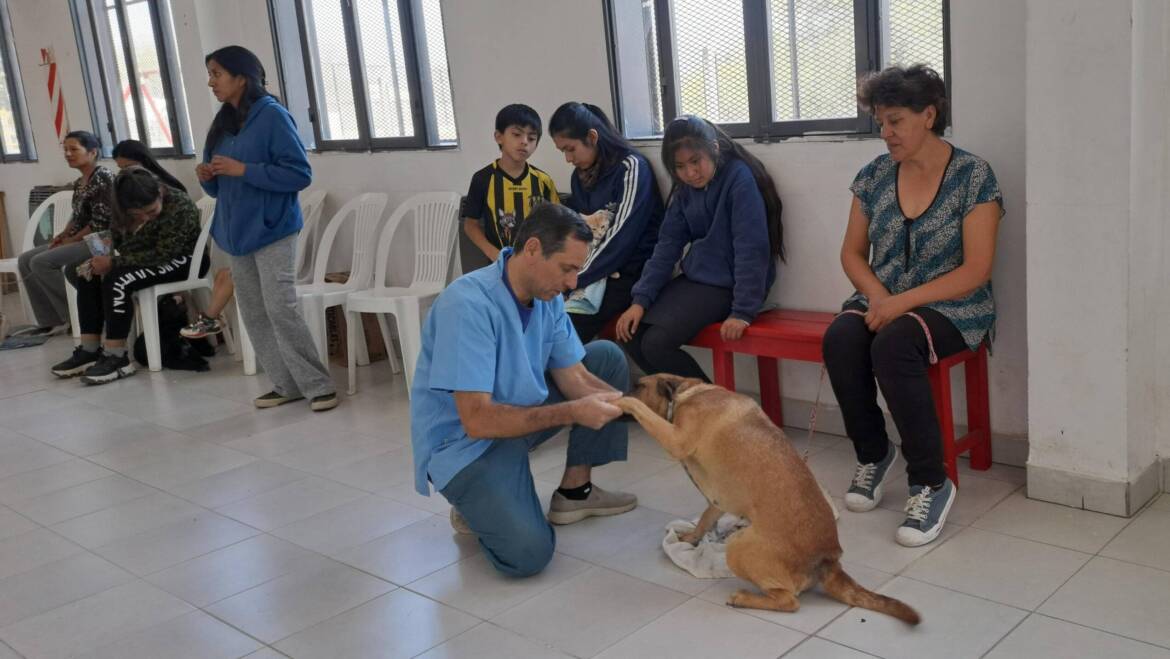 ESTE VIERNES, NUEVA JORNADA DE CASTRACIÓN Y VACUNACIÓN ANIMAL EN LA LONJA