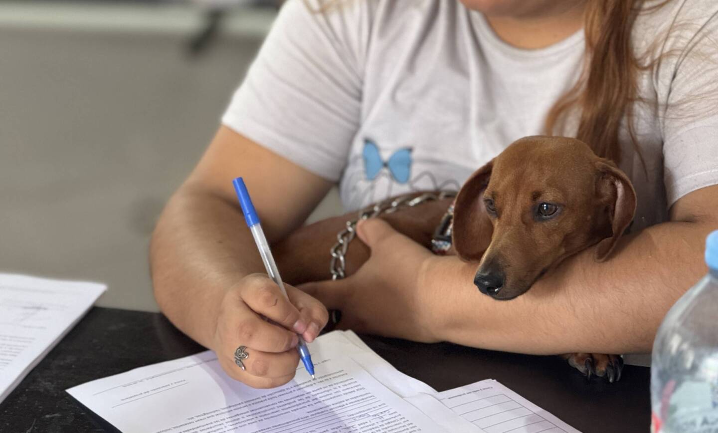 Conocé las fechas y lugares de castración y vacunación antirrábica en San Lorenzo