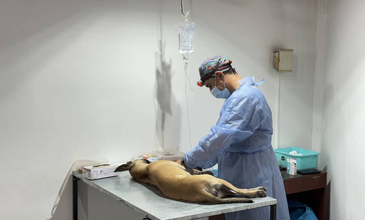 Conocé las fechas y lugares de castración y vacunación antirrábica en San Lorenzo