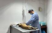 Conocé las fechas y lugares de castración y vacunación antirrábica en San Lorenzo
