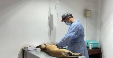 Conocé las fechas y lugares de castración y vacunación antirrábica en San Lorenzo