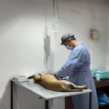 Conocé las fechas y lugares de castración y vacunación antirrábica en San Lorenzo