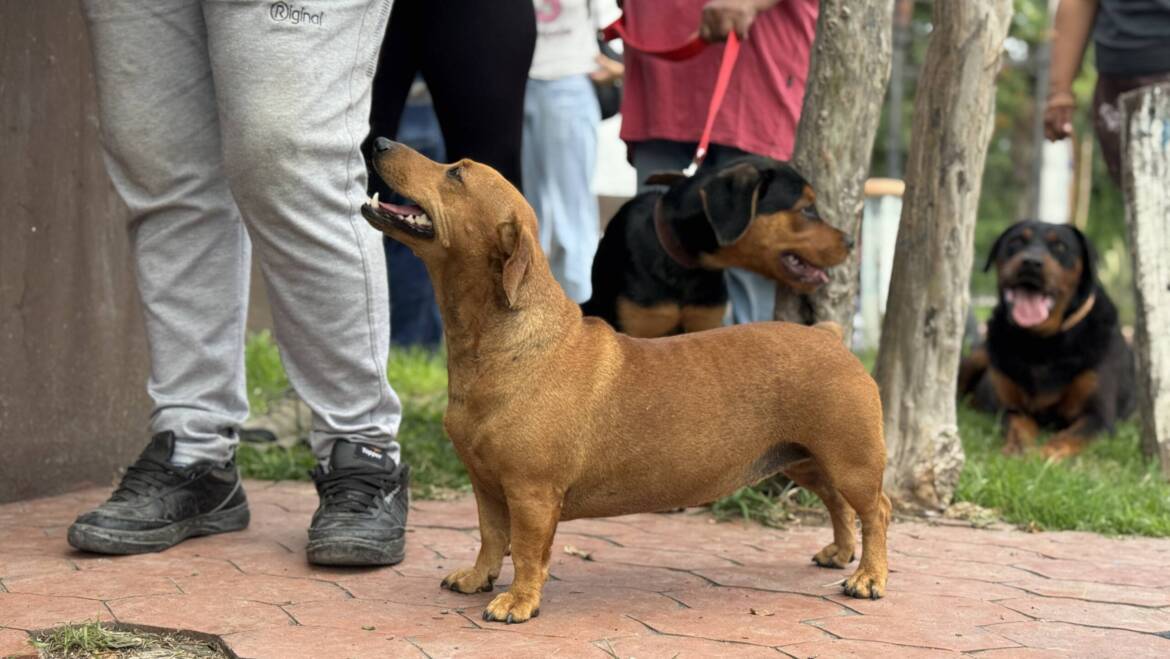 Conocé las fechas y lugares de castración y vacunación antirrábica en San Lorenzo