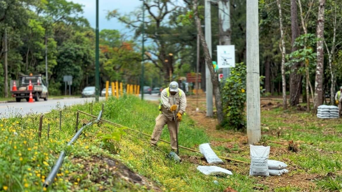 La Municipalidad de San Lorenzo inició la temporada de plantación de árboles